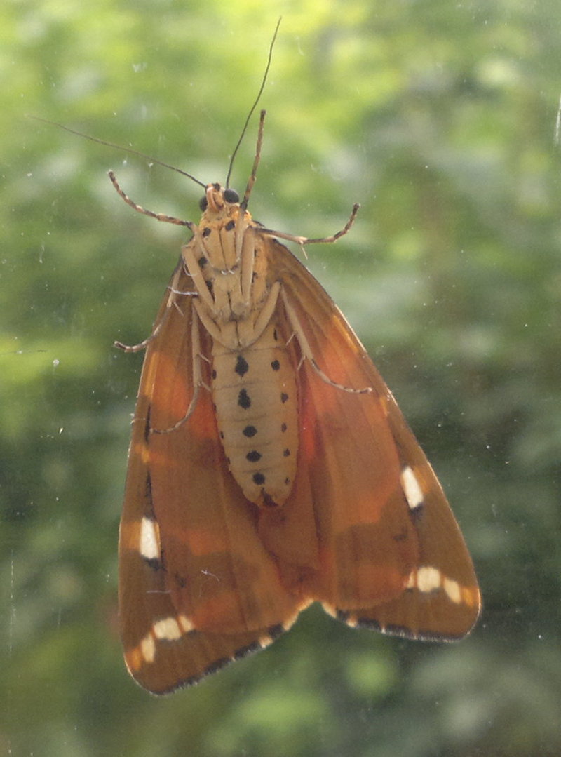Jersey tiger (Euplagia quadripunctaria); DISPLAY FULL IMAGE.