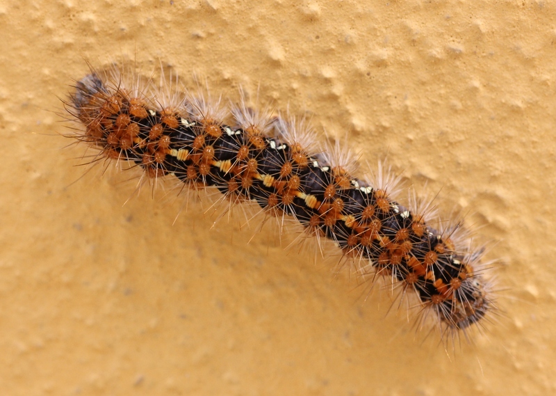 Jersey tiger (Euplagia quadripunctaria); DISPLAY FULL IMAGE.