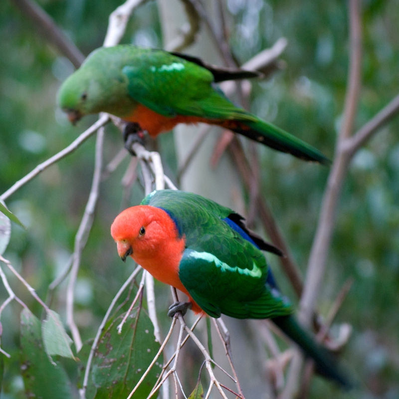 Australian king parrot (Alisterus scapularis); DISPLAY FULL IMAGE.