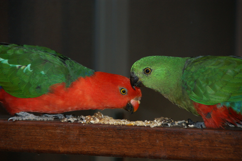 Australian king parrot (Alisterus scapularis); DISPLAY FULL IMAGE.