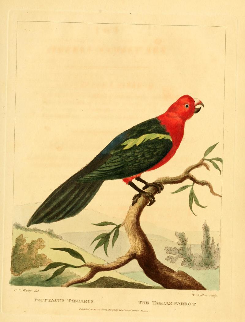 Australian king parrot (Alisterus scapularis); DISPLAY FULL IMAGE.