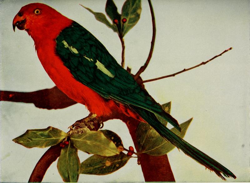 Australian king parrot (Alisterus scapularis); DISPLAY FULL IMAGE.