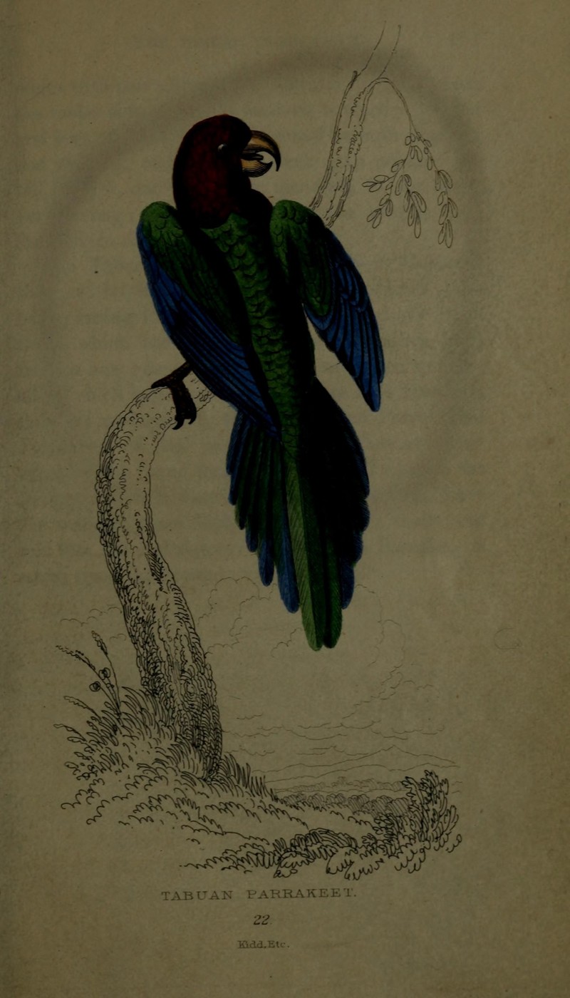 Australian king parrot (Alisterus scapularis); DISPLAY FULL IMAGE.