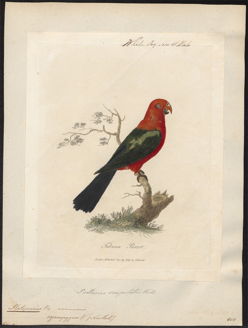 Australian king parrot (Alisterus scapularis); DISPLAY FULL IMAGE.