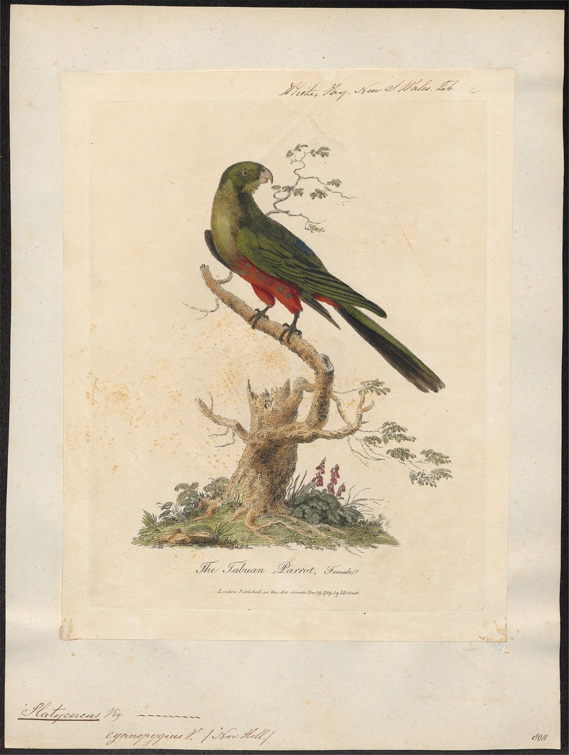 Australian king parrot (Alisterus scapularis); DISPLAY FULL IMAGE.