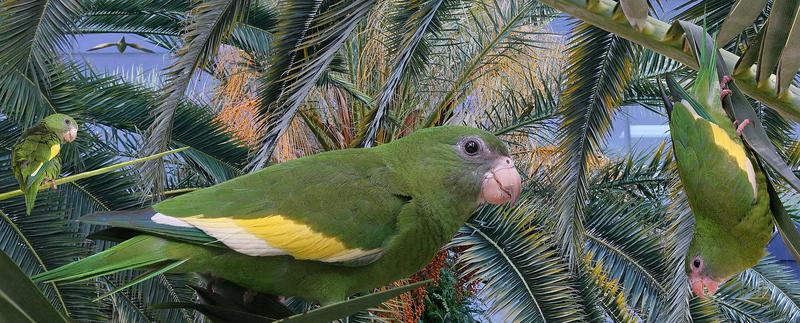 white-winged parakeet (Brotogeris versicolurus); DISPLAY FULL IMAGE.