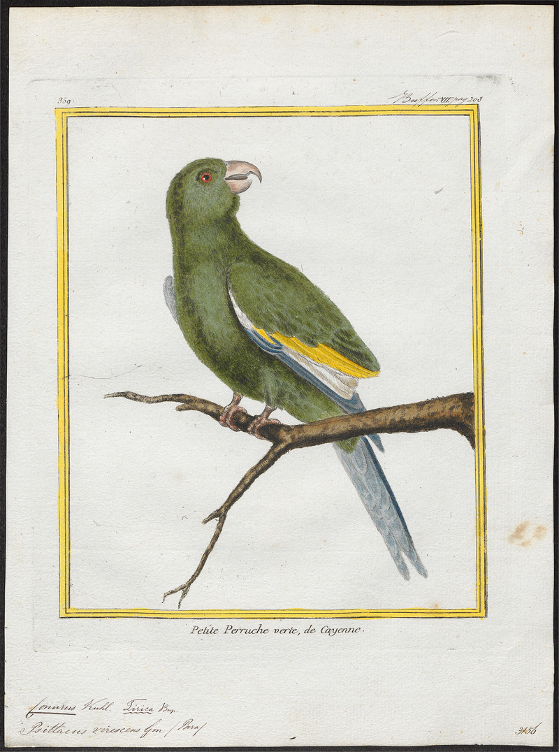 white-winged parakeet (Brotogeris versicolurus); DISPLAY FULL IMAGE.