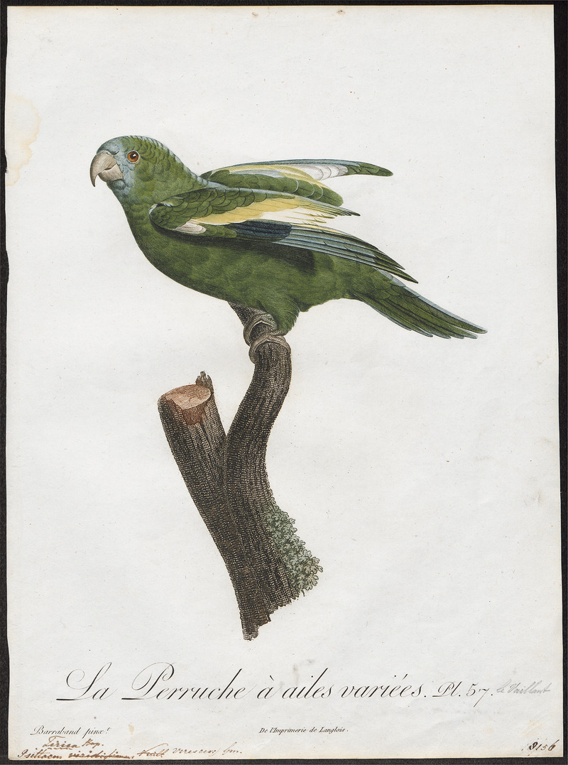 white-winged parakeet (Brotogeris versicolurus); DISPLAY FULL IMAGE.