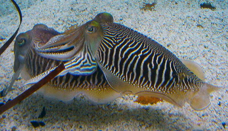 common cuttlefish (Sepia officinalis); DISPLAY FULL IMAGE.
