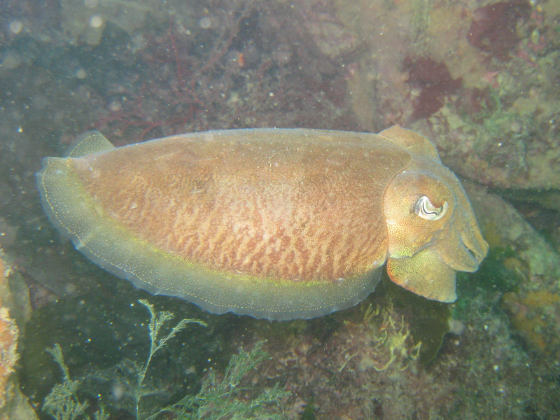 common cuttlefish (Sepia officinalis); DISPLAY FULL IMAGE.