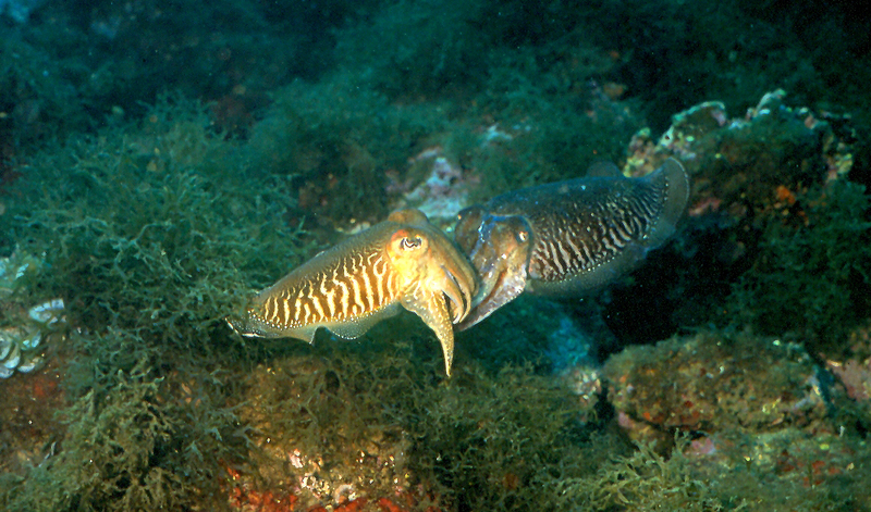 common cuttlefish (Sepia officinalis); DISPLAY FULL IMAGE.