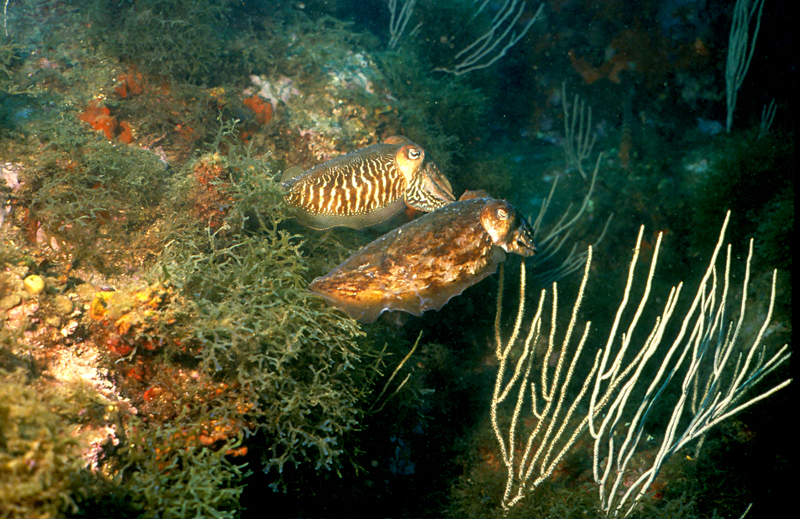 common cuttlefish (Sepia officinalis); DISPLAY FULL IMAGE.