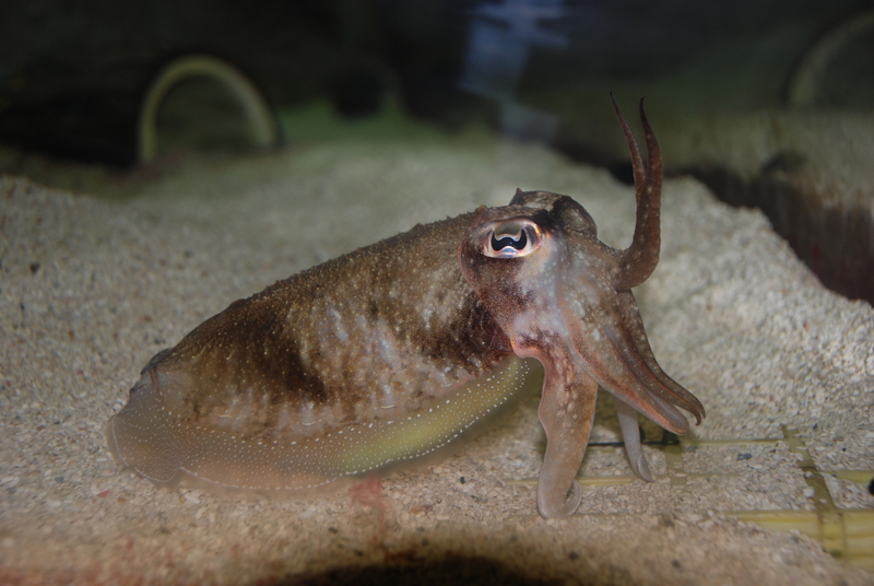 common cuttlefish (Sepia officinalis); DISPLAY FULL IMAGE.