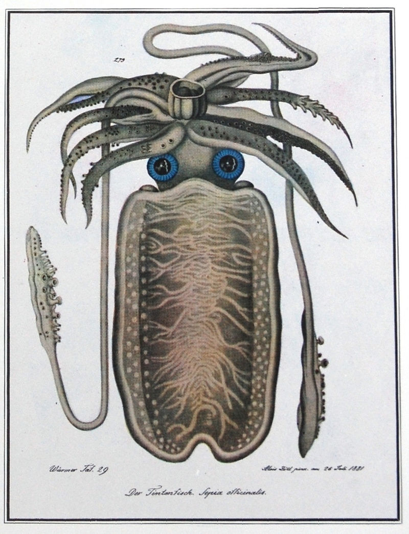 common cuttlefish (Sepia officinalis); DISPLAY FULL IMAGE.