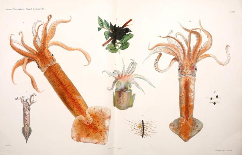 southern shortfin squid (Illex coindetii), midsize squid (Alloteuthis media / Loligo media), common cuttlefish (Sepia officinalis), dwarf bobtail squid (Sepiola rondeleti), stout bobtail squid (Rossia macrosoma), lesser flying squid (Todaropsis eblanae), pink cuttlefish (Sepia orbignyana); DISPLAY FULL IMAGE.