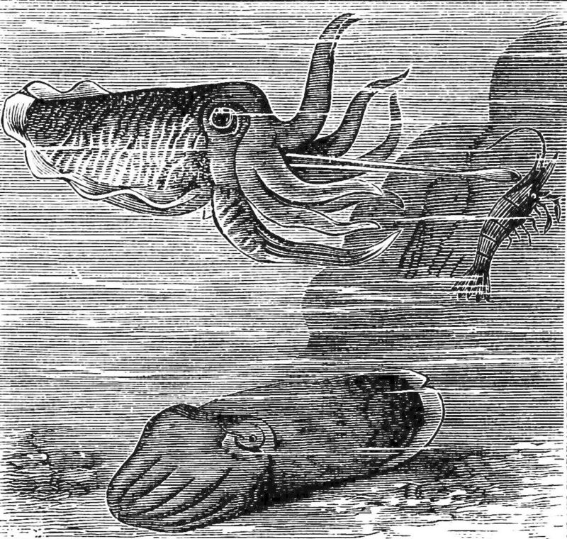 common cuttlefish (Sepia officinalis); DISPLAY FULL IMAGE.