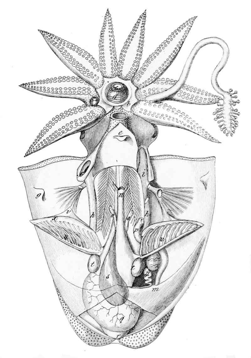 common cuttlefish (Sepia officinalis); DISPLAY FULL IMAGE.