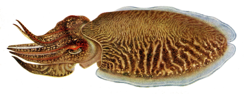 common cuttlefish (Sepia officinalis); DISPLAY FULL IMAGE.