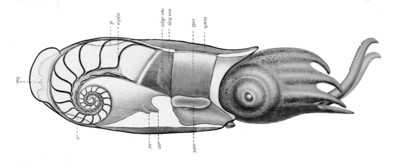 ram's horn squid (Spirula spirula); DISPLAY FULL IMAGE.