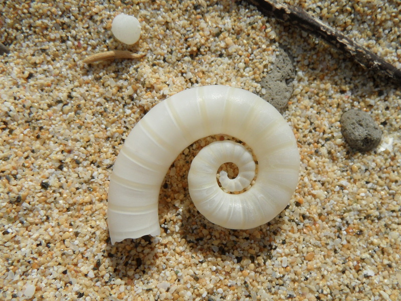 ram's horn squid (Spirula spirula); DISPLAY FULL IMAGE.