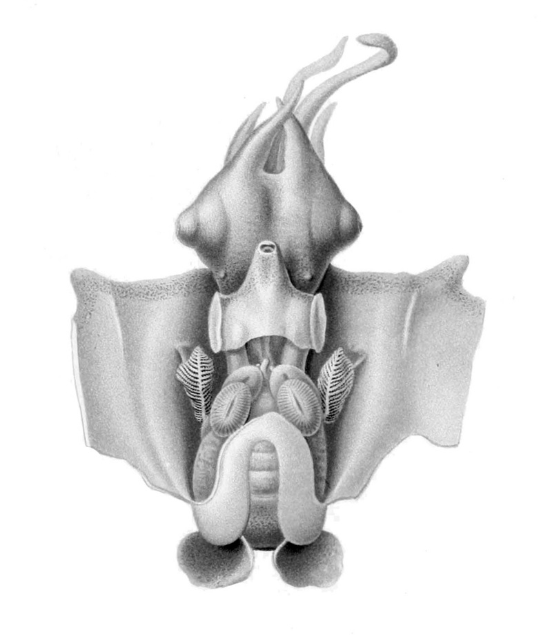 ram's horn squid (Spirula spirula); DISPLAY FULL IMAGE.