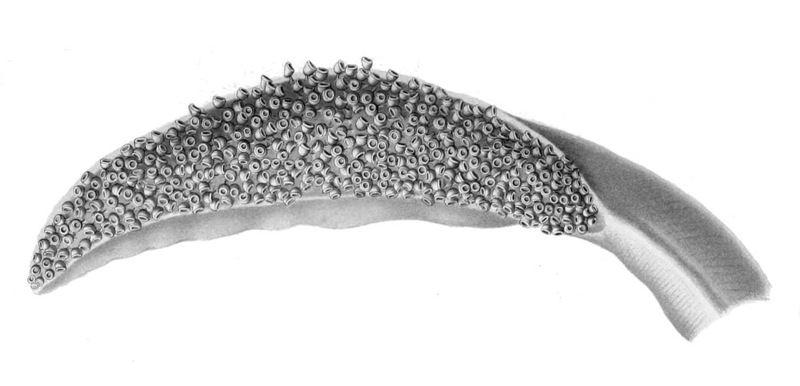 ram's horn squid (Spirula spirula); DISPLAY FULL IMAGE.