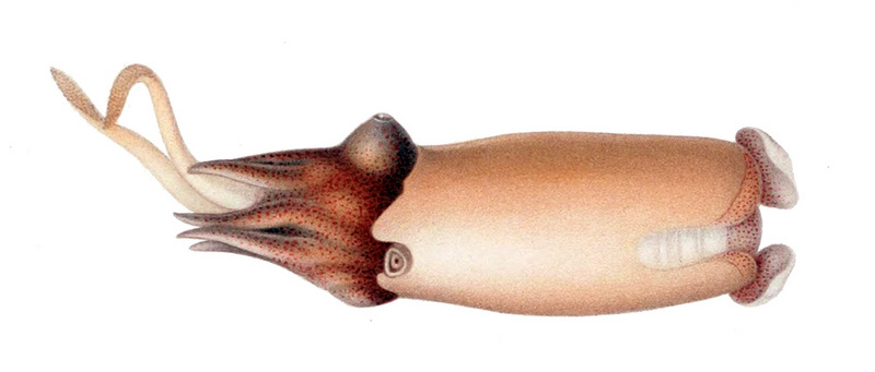 ram's horn squid (Spirula spirula); DISPLAY FULL IMAGE.