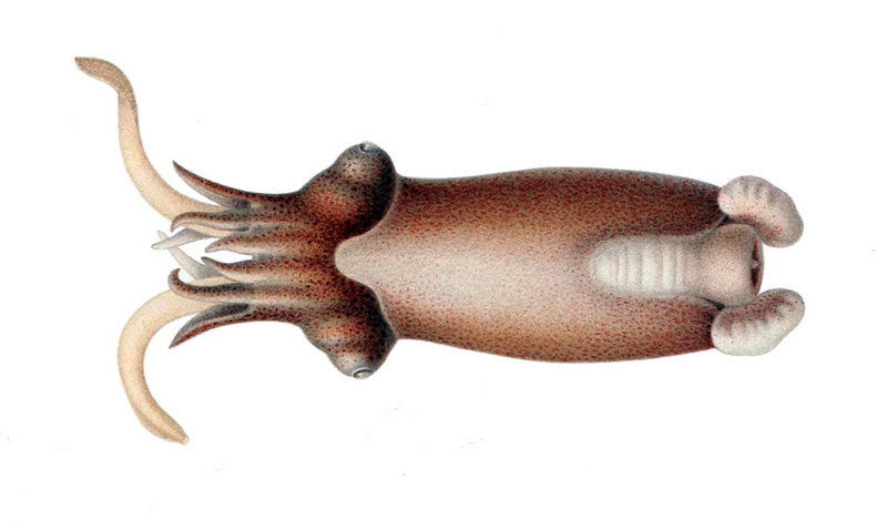 ram's horn squid (Spirula spirula); DISPLAY FULL IMAGE.