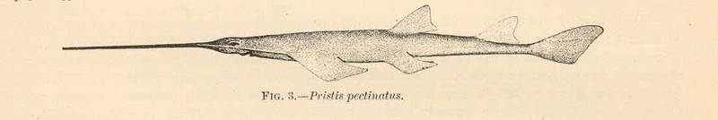 smalltooth sawfish (Pristis pectinata); DISPLAY FULL IMAGE.