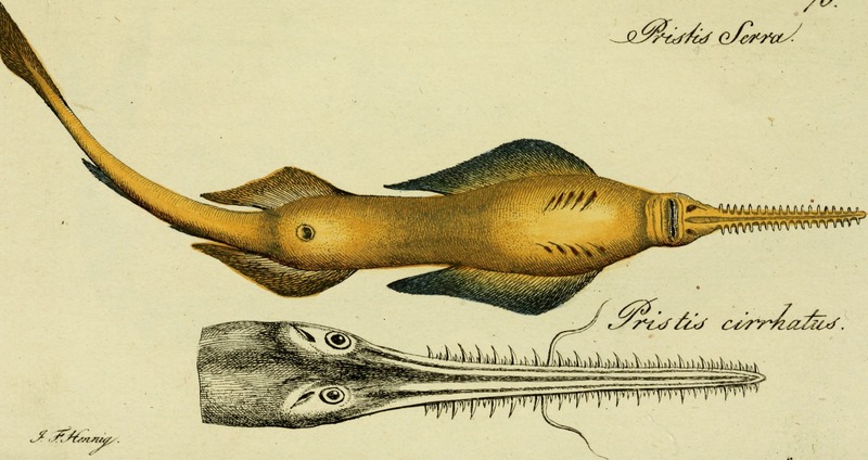 smalltooth sawfish (Pristis pectinata); DISPLAY FULL IMAGE.