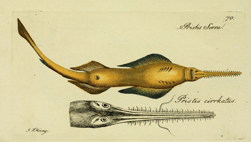 smalltooth sawfish (Pristis pectinata); DISPLAY FULL IMAGE.