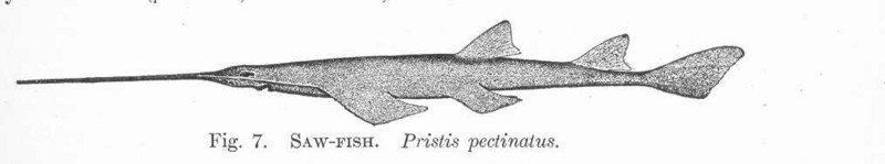 smalltooth sawfish (Pristis pectinata); DISPLAY FULL IMAGE.