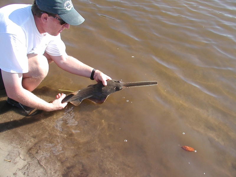 smalltooth sawfish (Pristis pectinata); DISPLAY FULL IMAGE.