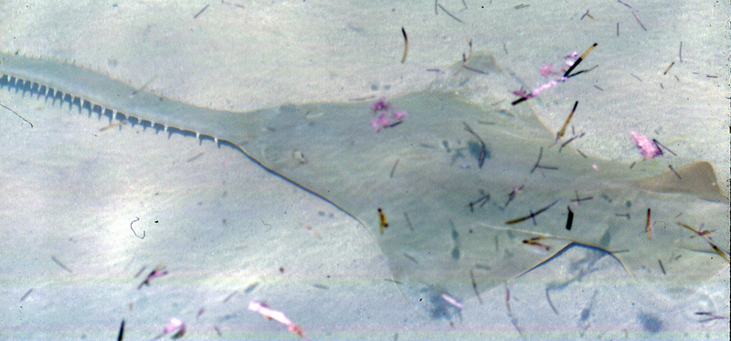 smalltooth sawfish (Pristis pectinata); DISPLAY FULL IMAGE.