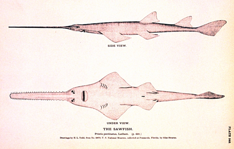 smalltooth sawfish (Pristis pectinata); DISPLAY FULL IMAGE.