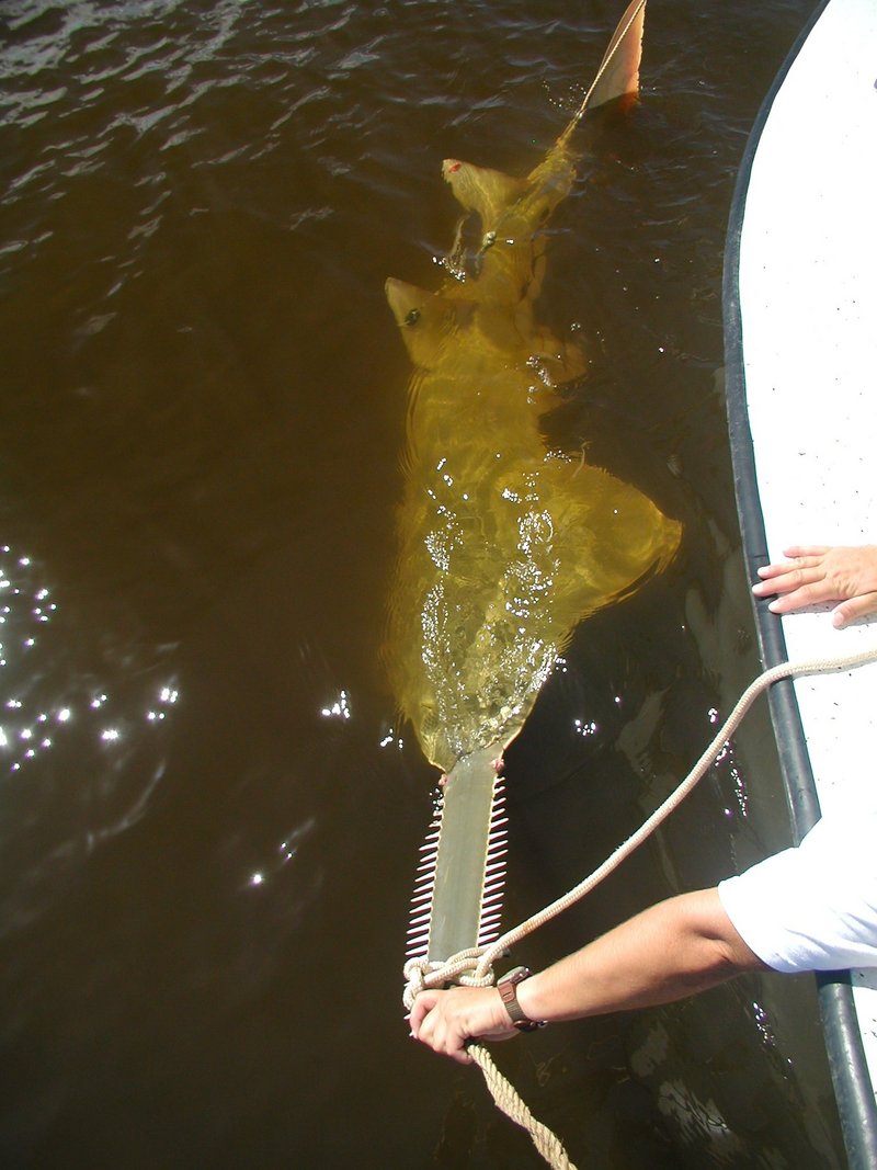 smalltooth sawfish (Pristis pectinata); DISPLAY FULL IMAGE.