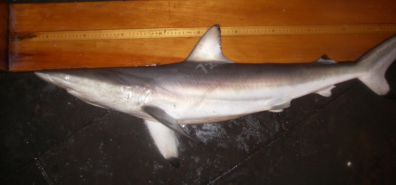spinner shark (Carcharhinus brevipinna); DISPLAY FULL IMAGE.