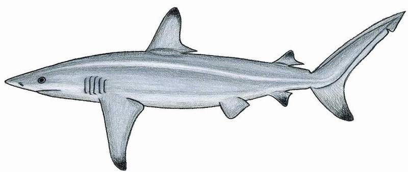 spinner shark (Carcharhinus brevipinna); DISPLAY FULL IMAGE.