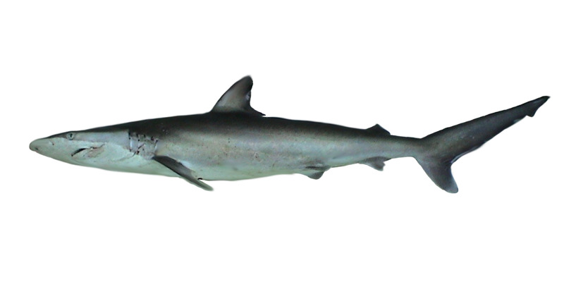 spinner shark (Carcharhinus brevipinna); DISPLAY FULL IMAGE.