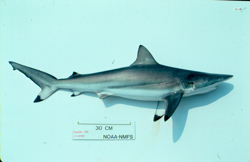 spinner shark (Carcharhinus brevipinna); DISPLAY FULL IMAGE.