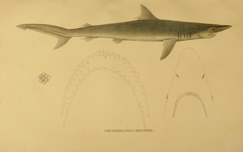 spinner shark (Carcharhinus brevipinna); DISPLAY FULL IMAGE.