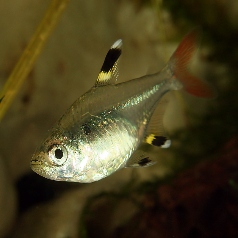 X-ray fish, X-ray tetra (Pristella maxillaris); DISPLAY FULL IMAGE.