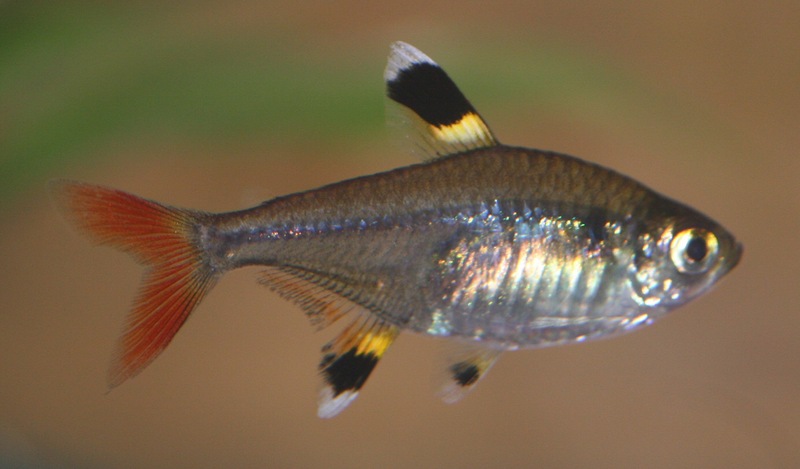 X-ray fish, X-ray tetra (Pristella maxillaris); DISPLAY FULL IMAGE.