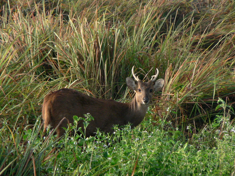 Indian hog deer (Hyelaphus porcinus); DISPLAY FULL IMAGE.