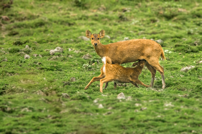 Indian hog deer (Hyelaphus porcinus); DISPLAY FULL IMAGE.