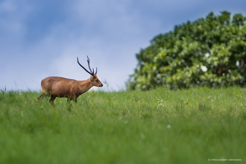 Indian hog deer (Hyelaphus porcinus); DISPLAY FULL IMAGE.