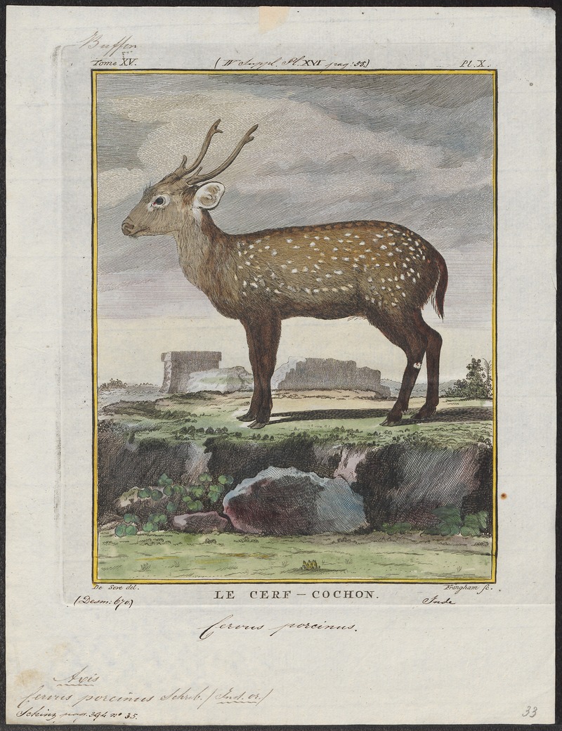 Indian hog deer (Hyelaphus porcinus); DISPLAY FULL IMAGE.