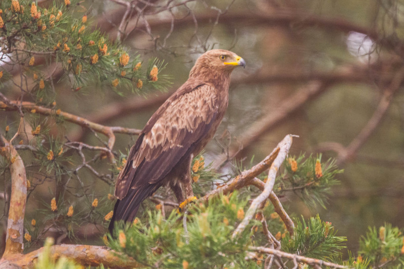 lesser spotted eagle (Clanga pomarina); DISPLAY FULL IMAGE.