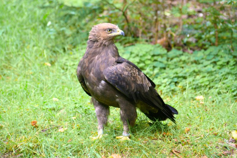 lesser spotted eagle (Clanga pomarina); DISPLAY FULL IMAGE.