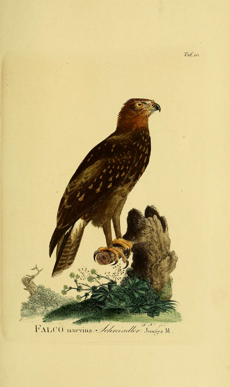 lesser spotted eagle (Clanga pomarina); DISPLAY FULL IMAGE.